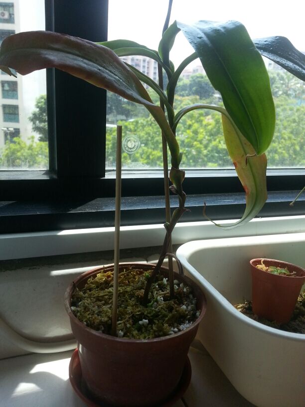 No pitchers as of yet but has 3 budding shoots
